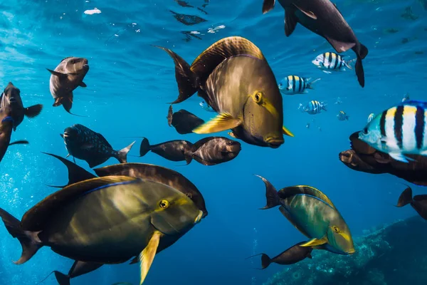 Tropical Fishes Underwater Pacific Ocean Group Fish Tropical Sea — Stock Photo, Image