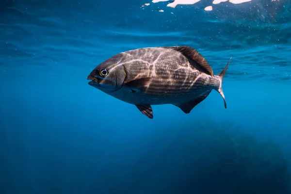 Underwater View Tropical Big Fish Transparent Ocean — Zdjęcie stockowe