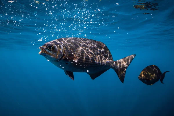 Underwater View Tropical Big Fish Transparent Sea — Stock Photo, Image