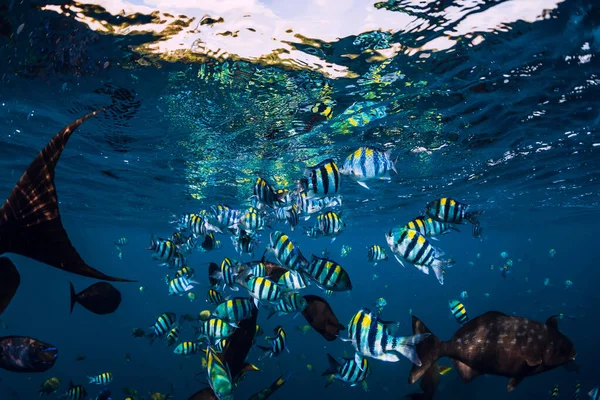 School Tropical Fish Blue Ocean Underwater Sea Life — Zdjęcie stockowe
