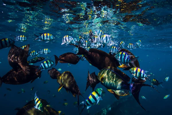School Tropical Fish Blue Ocean Underwater Sea Life — Zdjęcie stockowe