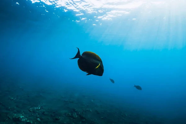 Underwater View Tropical Big Fish Sun Rays Transparent Ocean — Photo