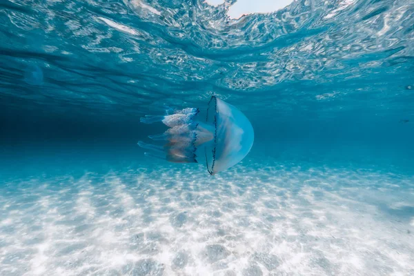 Sea Life Big Jellyfish Underwater Blue Sea Sandy Bottom — Stockfoto