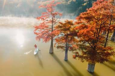 Aerial view of woman traveller on SUP board in the lake with autumnal Taxodium trees, fog and sunshine