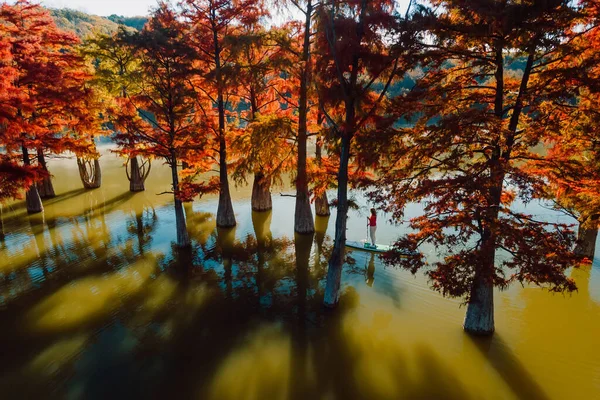 Aerial View Taxodium Distichum Trees Woman Stand Paddle Board Morning — Foto de Stock