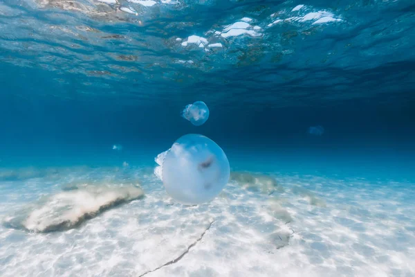 Grandi Meduse Sottomarine Mare Blu Con Fondo Sabbioso — Foto Stock