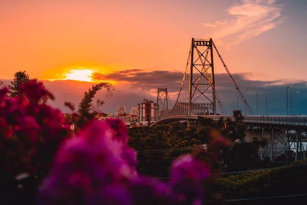巴西弗洛里亚诺波利斯的Hercilio Luz电缆在落日的色调和花朵的映衬下保持着一座桥 — 图库照片