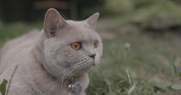 Σκωτσέζικη Γάτα Στον Κήπο Γκρι Scottish Γάτα Πόδια — Αρχείο Βίντεο