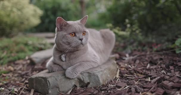 Σκωτσέζικη Γάτα Στον Κήπο Γκρι Σκωτσέζικη Γάτα Εξωτερική — Αρχείο Βίντεο