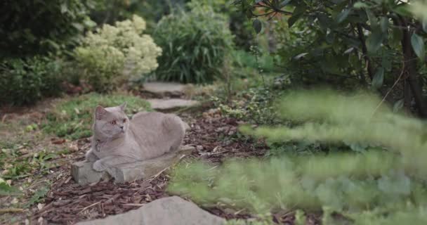 Gatto Scozzese Nel Giardino Sul Retro Grigio Gatto Scozzese All — Video Stock