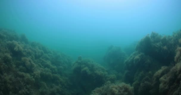 Unterwasserblick Der Tiefe Mit Steinen Und Algen — Stockvideo