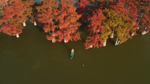 2021年10月28日 アメリカのチャールストン 霧と秋の分類学の木と湖の上にパドルボードの上に立つ上に浮かんでいる女性 空中風景 — ストック動画