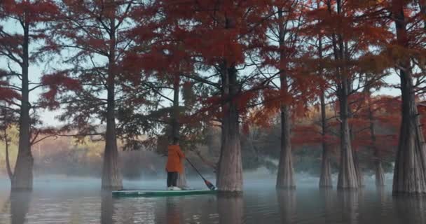 Outubro 2021 Charleston Estados Unidos Mulher Flutuando Stand Paddle Board — Vídeo de Stock