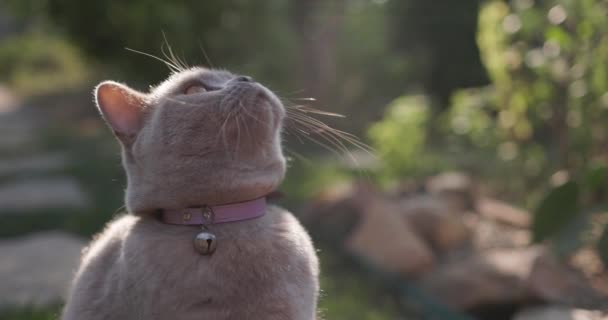 Söt Skotsk Katt Sitter Gräsmattan Hemträdgården Skotsk Katt Utomhus Med — Stockvideo