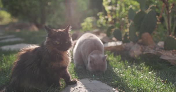 Gatos Bonitos Sentados Gramado Jardim Casa Gato Livre Com Sol — Vídeo de Stock