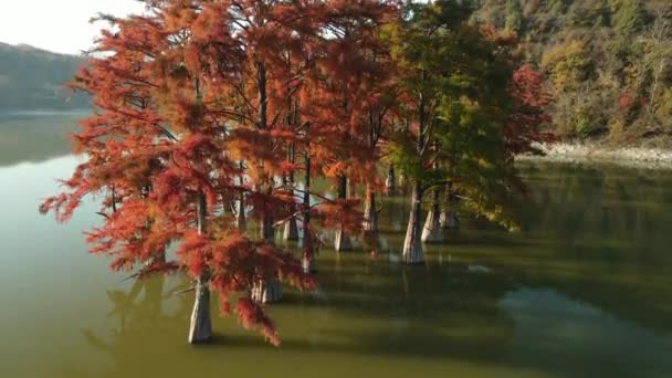 Vista Aérea Del Árbol Otoñal Con Agujas Rojas Agua Cipreses — Vídeo de stock