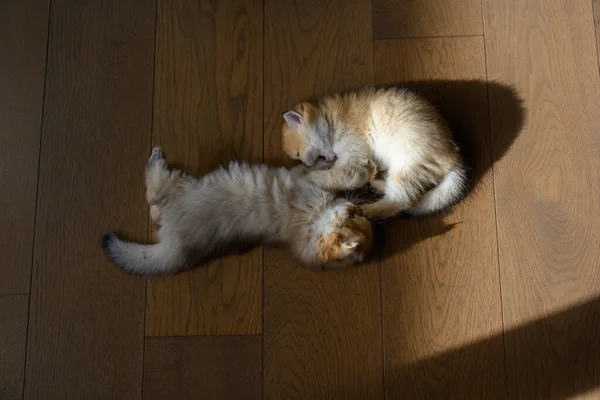 Dos Gatitos Británicos Shorthair Jugando Felizmente Tumbados Suelo Madera Habitación —  Fotos de Stock