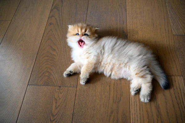 Gattino Apre Bocca Sbadigliando Vede Denti Lingua Gatto Appena Svegliato — Foto Stock