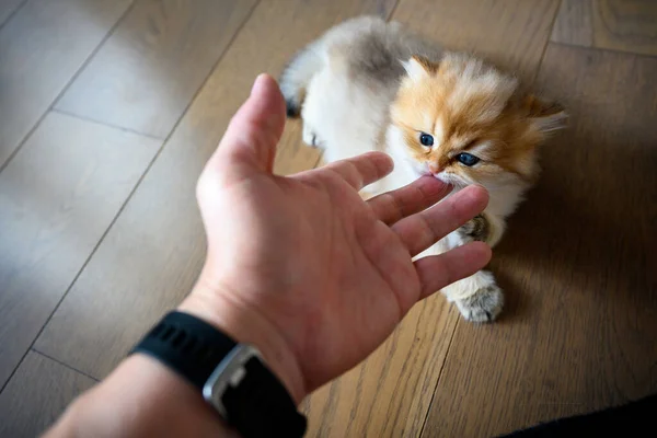 Kitten Gnawing Fingers Cat Teasing People Hand Cute Little British — Stock Photo, Image