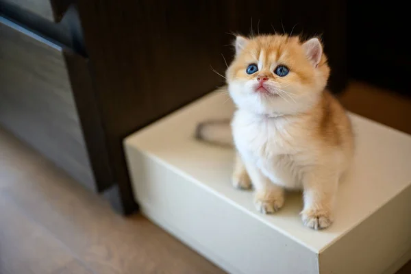 Britânico Shorthair Gatinho Sentado Uma Caixa Colocada Chão Vista Alta — Fotografia de Stock