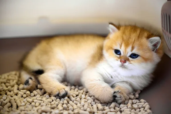 Carino Gattino Seduto Nella Lettiera Con Lettiera Tofu Gatto Golden Fotografia Stock