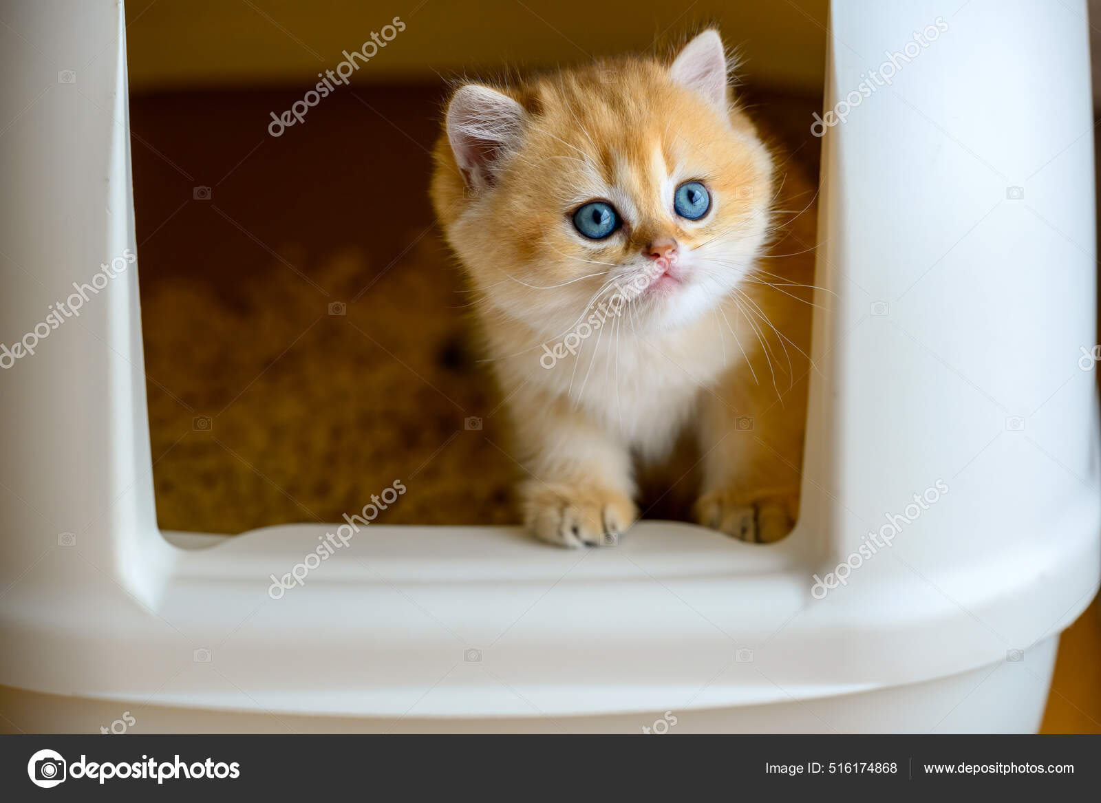 Kitten plays with litter sales
