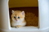Kittens are playing in the cat toilet, playing naughty in the cat litter box, learning to pee and poop. The golden-haired British Shorthair cat is cute. clinging to the edge of the box and looking out