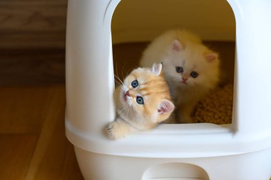 Kedi tuvaletinde kedi yavruları oynuyor, kedi kumu kutusunda iki kedi yaramazlık yapıyor, işemeyi ve kaka yapmayı öğreniyorlar. Altın ve beyaz İngiliz Shorthair kedisi şirindir..