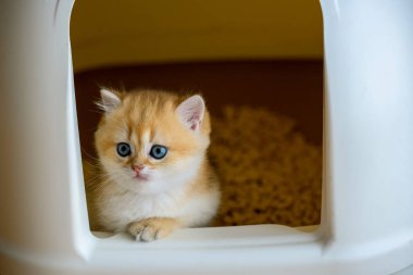 Kedi tuvaletinde kedi yavruları oynuyor kedi kumu kutusunda yaramazlık yapıyor, işemeyi ve kaka yapmayı öğreniyorlar. Altın saçlı İngiliz Shorthair kedisi şirin. Kutunun kenarına tutunup dışarı bakıyorum.