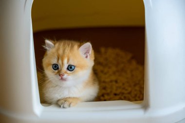 Kittens are playing in the cat toilet, playing naughty in the cat litter box, learning to pee and poop. The golden-haired British Shorthair cat is cute. clinging to the edge of the box and looking out clipart