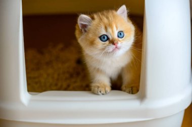 Kedi tuvaletinde kedi yavruları oynuyor kedi kumu kutusunda yaramazlık yapıyor, işemeyi ve kaka yapmayı öğreniyorlar. Altın saçlı İngiliz Shorthair kedisi şirin. Kutunun kenarına tutunup dışarı bakıyorum.