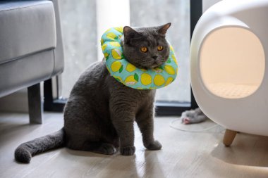 Boynunda tasmayla oturan genç siyah kedi, kedinin yalamasını engellemek için yeşil halkalı mavi İngiliz Shorthair kedisi sevimli ve komik görünüyor..