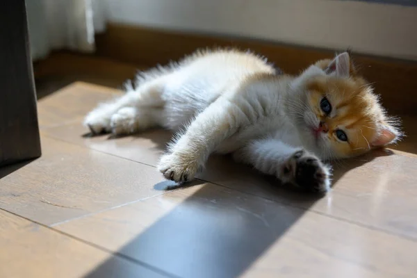 小猫躺在房间窗户旁边的木地板上 晨光投下了美丽的阴影 英国长毛猫 金色的眼睛紧靠着睡眠 — 图库照片
