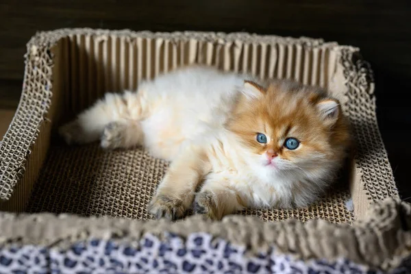 Britské Krátkosrsté Kotě Zlatá Barva Ležící Lepenkové Krabici Škrábající Kočičí — Stock fotografie