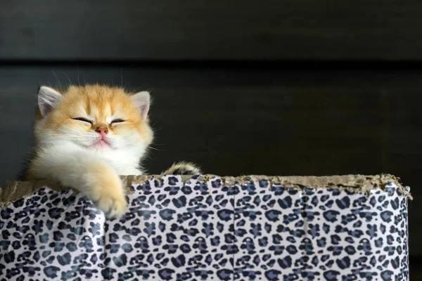 Brit Gyorsírás Cica Arany Póz Aranyos Álmos Macska Alszik Egy — Stock Fotó