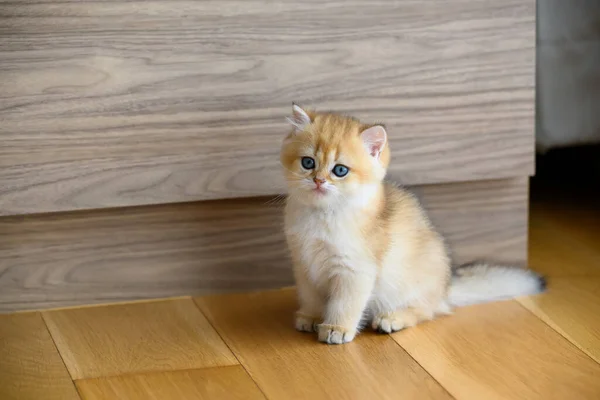 Britânico Shorthair Gatinhos Cor Dourada Sentado Chão Madeira Quarto Bonito — Fotografia de Stock