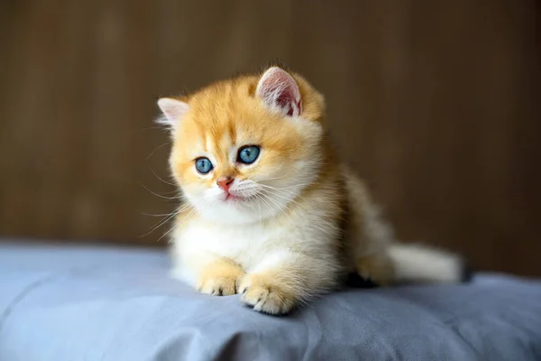 British Shorthair Gatitos Oro Tumbó Colchón Con Tela Gris Oscuro —  Fotos de Stock