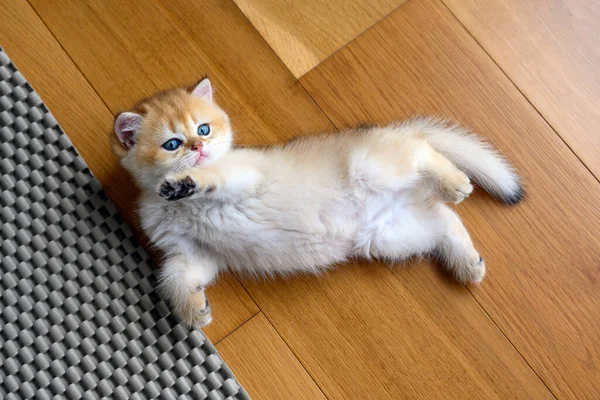 Kitten Lying Wooden Floor Room Supine Position Look View Small — Stock Photo, Image