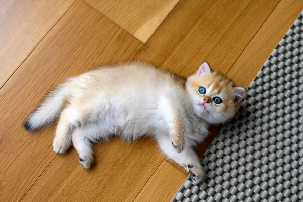 Gatito Acostado Suelo Madera Habitación Posición Supina Mirar Hacia Arriba —  Fotos de Stock