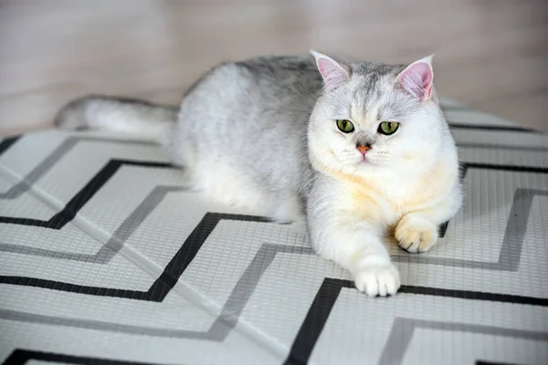 若い白い猫がゴムマットの上に快適に座っています 家の床の上に青い横と横の銀の日陰で英国のショートヘアのトップビュー — ストック写真