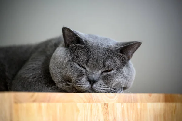 Μια Μαύρη Γάτα Κοιμάται Ένα Ξύλινο Ντουλάπι Κοντινό Πλάνο Του — Φωτογραφία Αρχείου