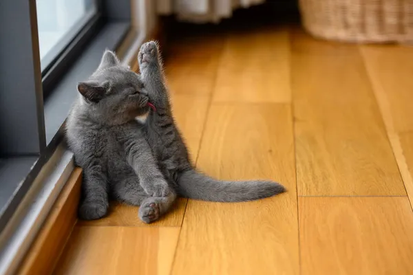 Gatinho Sentado Com Pernas Elevadas Lambendo Limpo Bonito Pequeno Azul — Fotografia de Stock