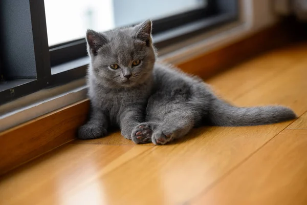 Anak Kucing Itu Berbaring Lantai Kayu Dalam Ruangan Dia Memutar — Stok Foto