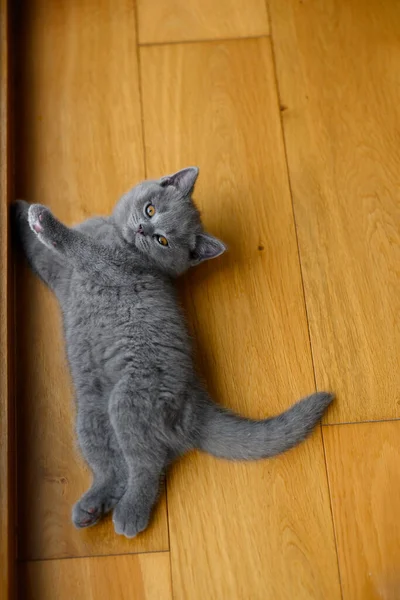 Kedi Yavrusu Ahşap Odada Yerde Yatıyor Yukarıdan Tüm Vücut Manzarası — Stok fotoğraf