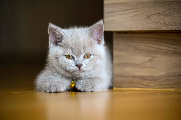 Chaton British Shorthair Couleur Lilas Sur Cou Une Cloche Dorée — Photo