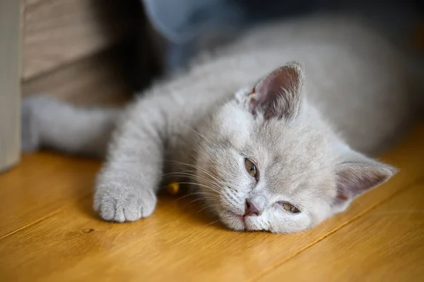 Kitten Sleeping Flurry Sleepy Eyes Lilac Colored British Shorthair Lying — Stock Photo, Image