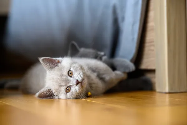 ライラック色の英国の短毛の子猫首には金色の鐘があります ベッドルームの木製の床に横になり猫はリラックスしていますそれは目を細め その顔は眠くなります — ストック写真