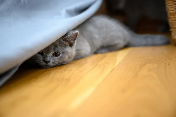 고양이는 숨바꼭질을 침대보로 바닥에서 아름다운 쇼트어 가지고 놀았다 — 스톡 사진