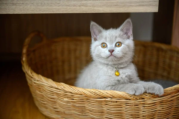 Kitten Sits Woven Basket Clings Edge Looks Back Lilac British — Stock Photo, Image