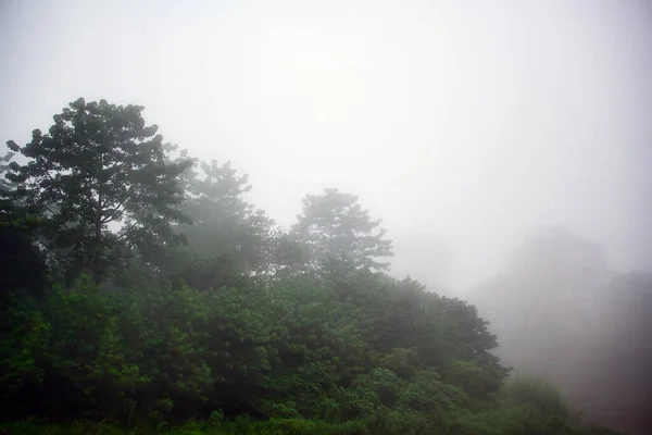 Δέντρα Ένα Ομιχλώδες Πρωινό Δάσος Κοιλάδες Και Δάση Στην Παχιά — Φωτογραφία Αρχείου